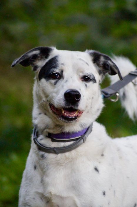 Cziko- domowy mix dalmatyńczyk szuka nowego domu