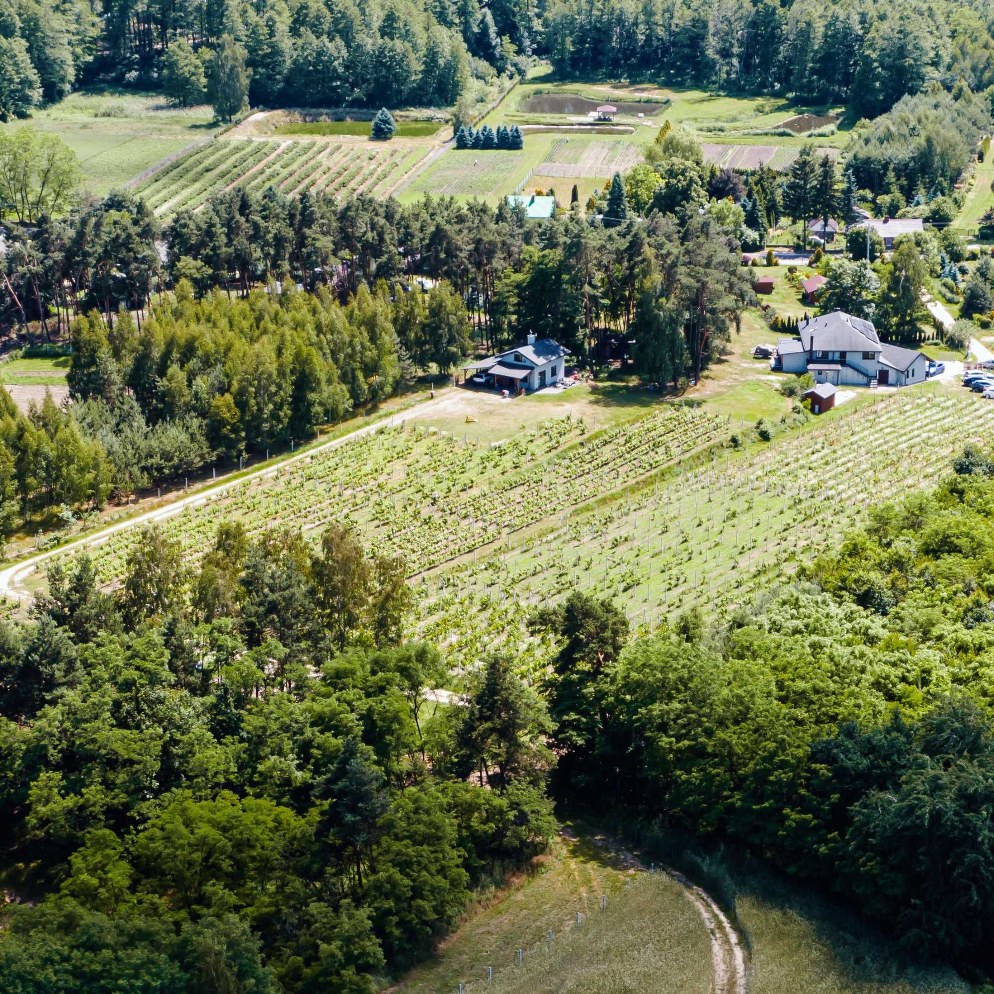 Winnica Bracia Petrasz - dom i wino.