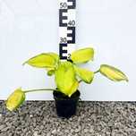 Hosta 'Stained Glass' 2L