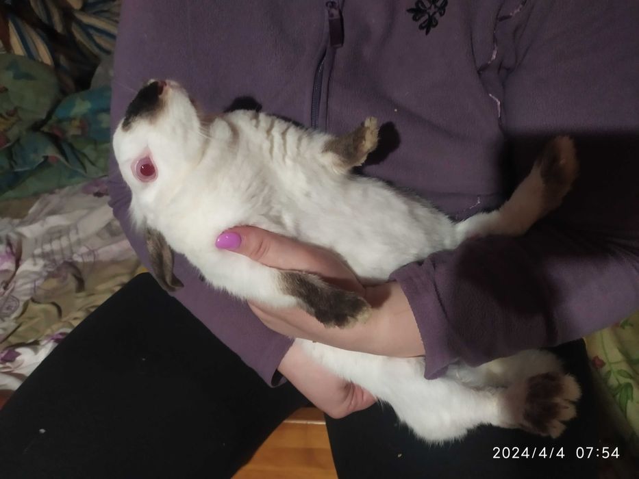 Карликовые кролики