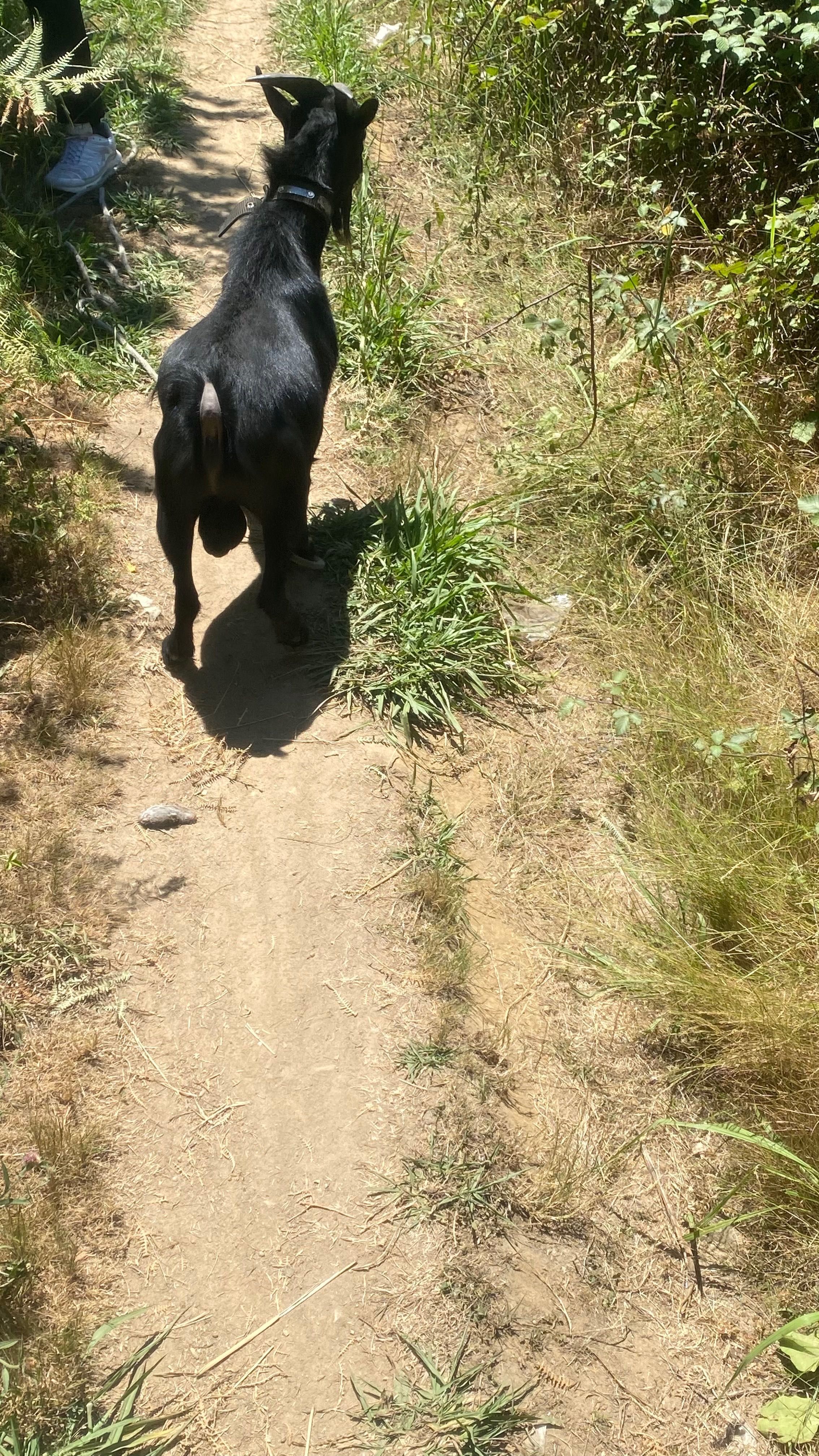 Vendo cabrito anão