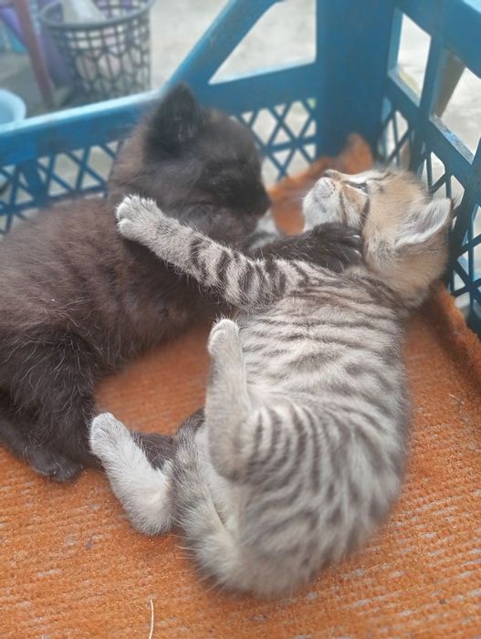 Маленькі кошенята кошенятко котеня кицька кішечка киця кошеня котики