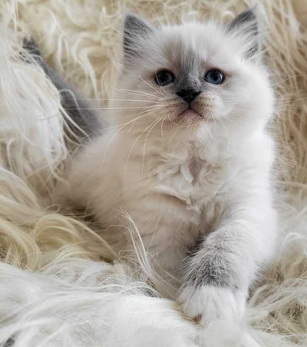Koteczka Ragdoll z rodowdem-odbiór koniec sierpnia