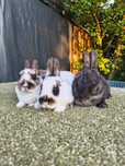 Mini rex gepard/ trojbarwny