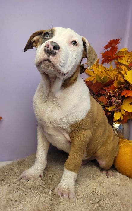 Cudowny szczeniak Amstaff!