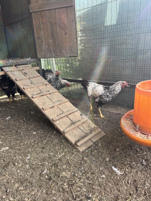 Віандот когути 6 м