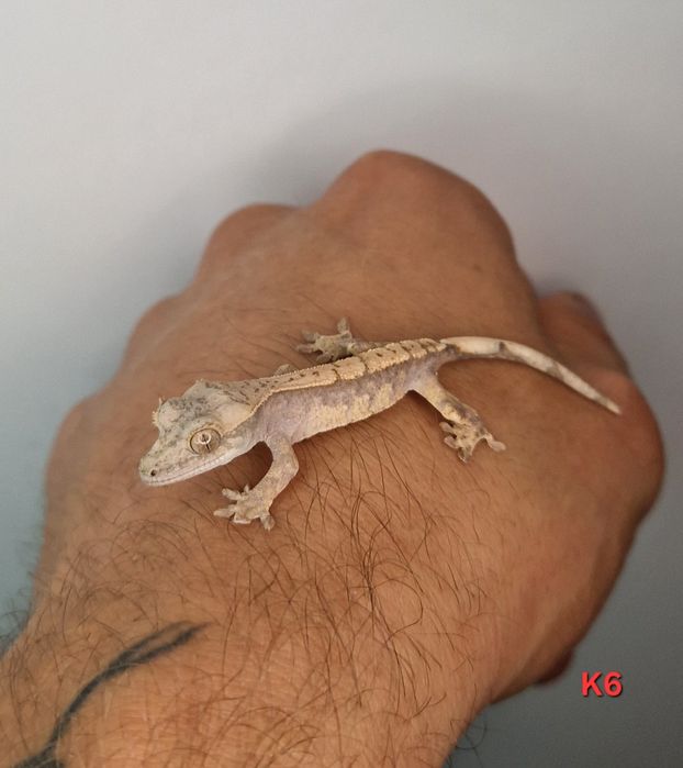 Gekon orzęsiony młode Lili white