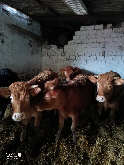Sprzedam jałówki odsadki Limousine i MM