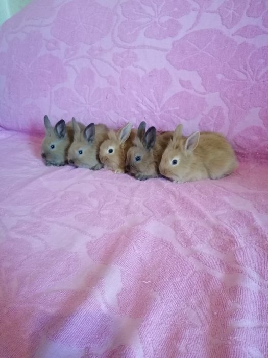 Króliczki karzełki, króliczki miniaturki