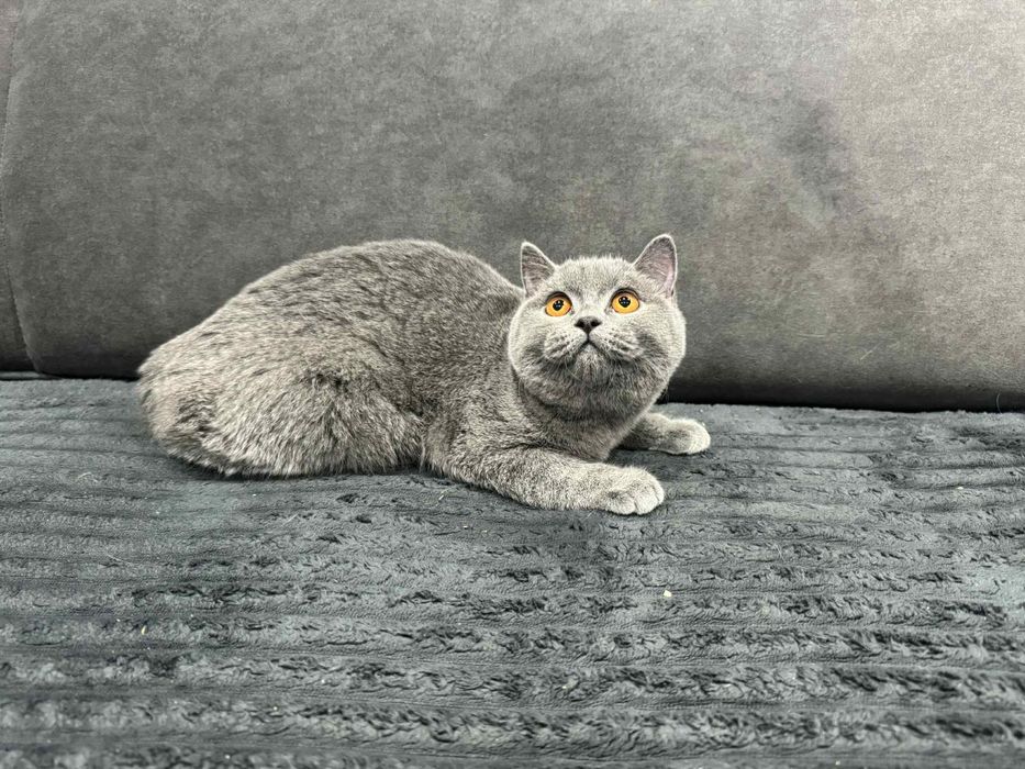 Kocurek brytyjski FPL