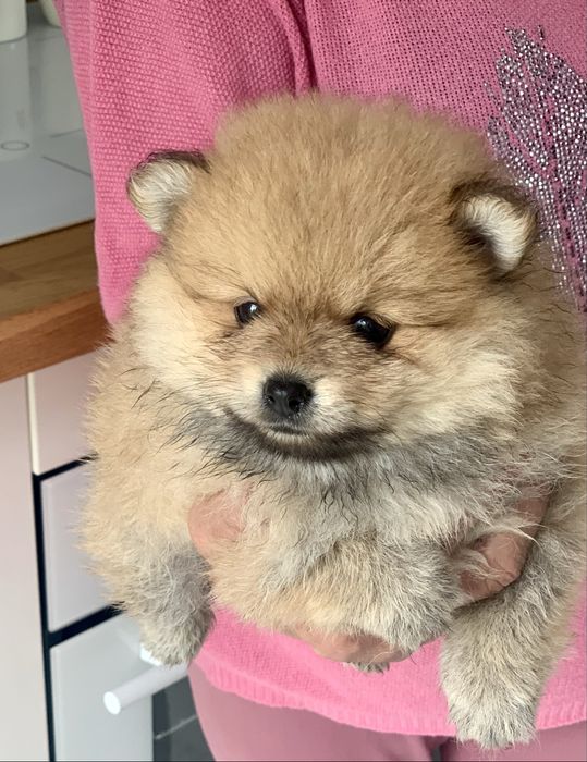 Szpic miniaturowy pomeranian - sunia
