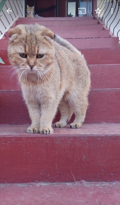 Вязка Кот Золотая шиншила