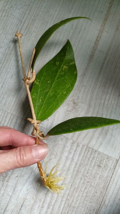 Hoya aff wibergiae rosnąca