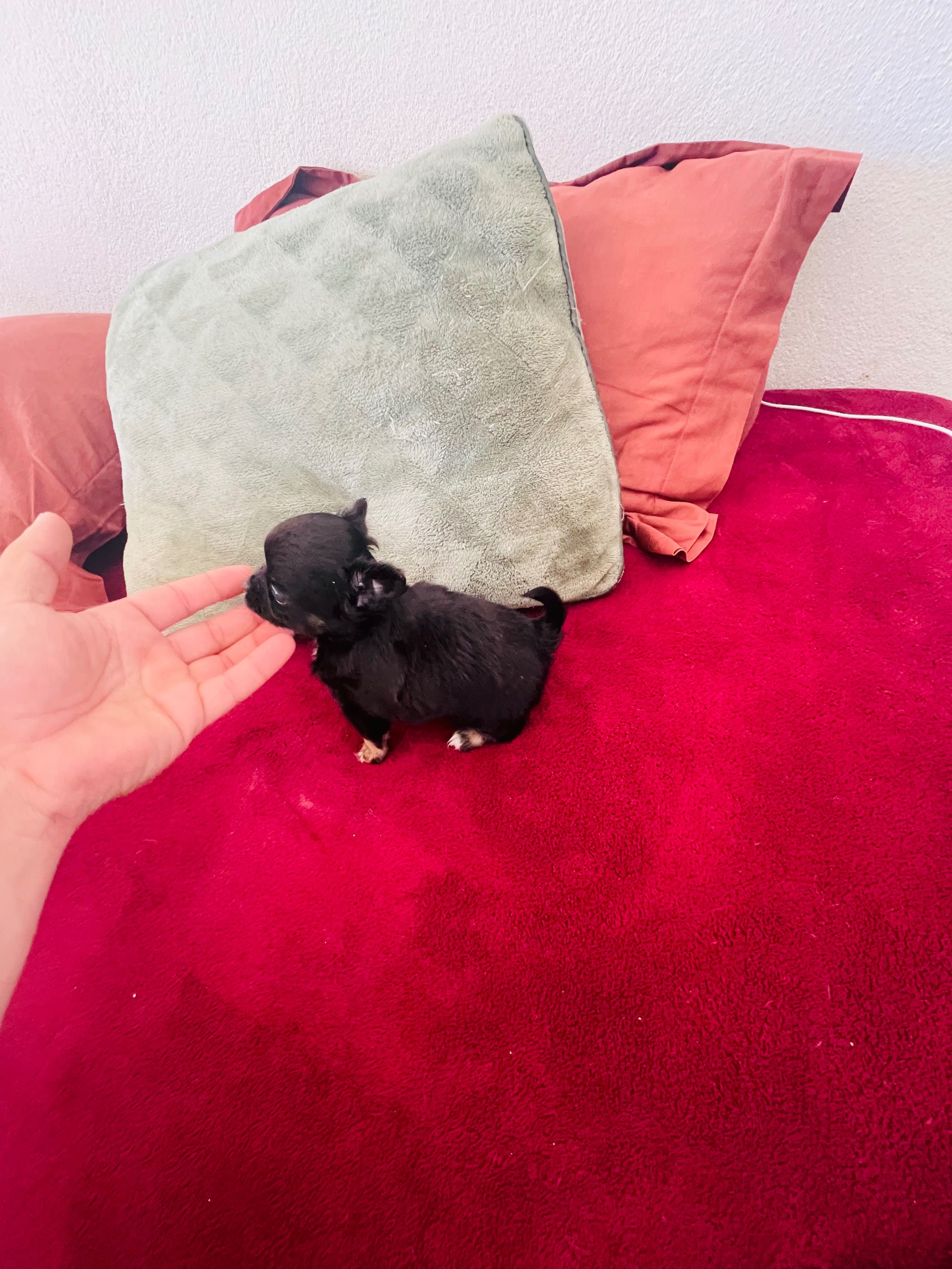 Chihuahua de pelo comprido super miniatura