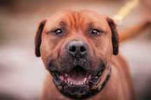 Clyde - silny aktywny pies szuka opiekuna ADOPCJA