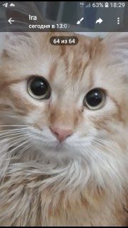 Котики безкоштовно