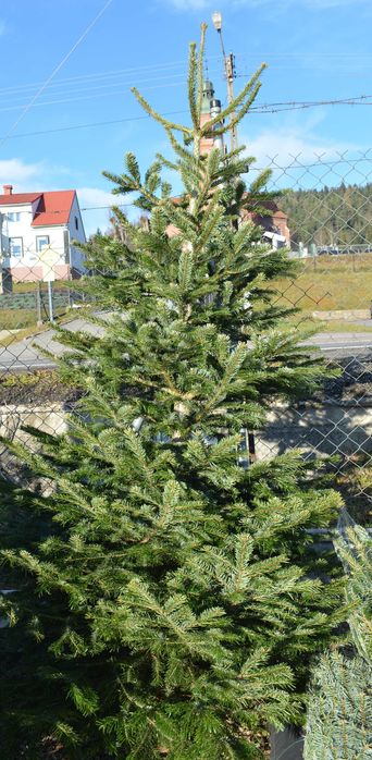 Jodła kaukaska choinka cięta. Wysokie 200-250 cm. + Niedziela 9- 14.oo