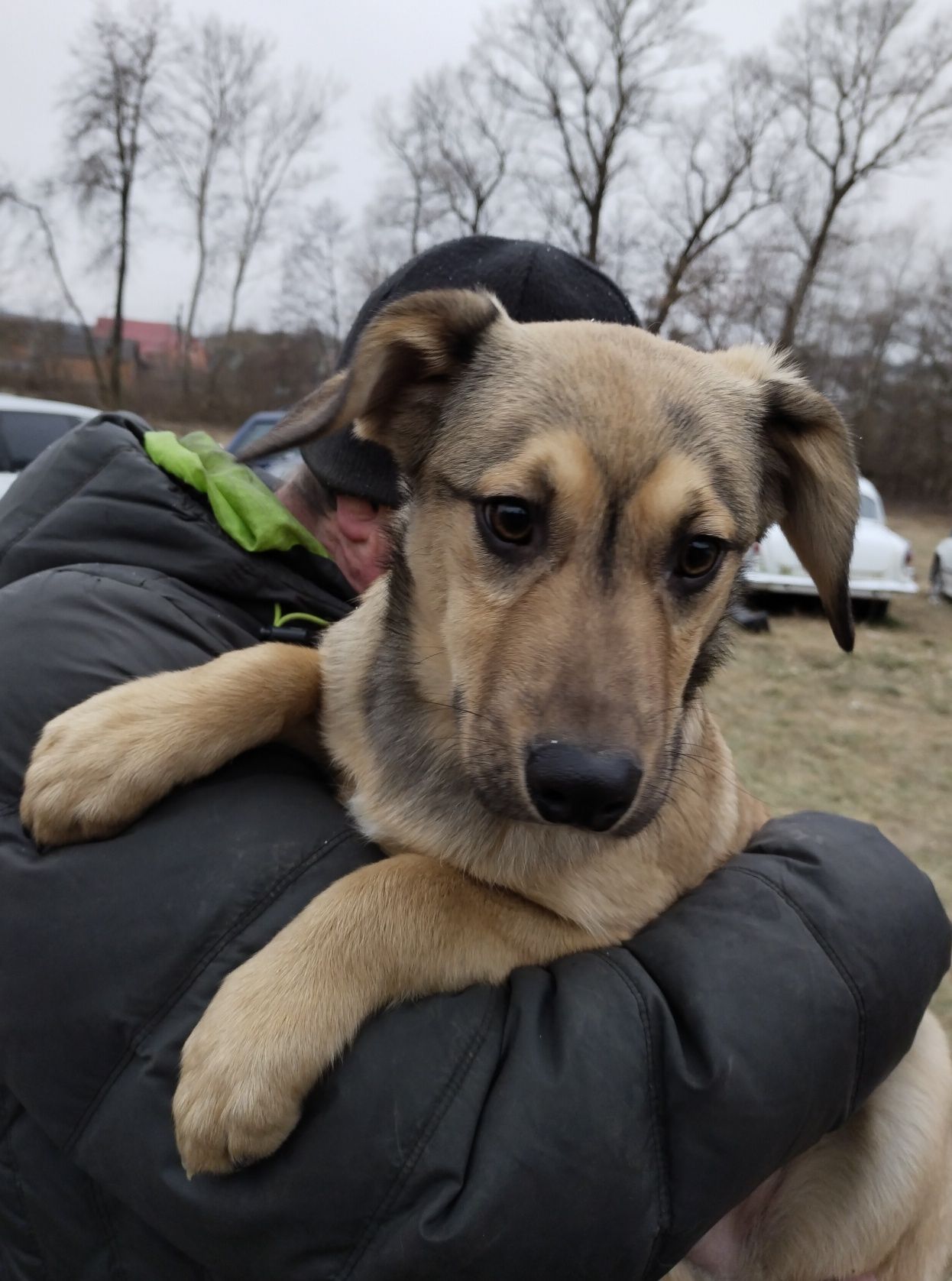 Цуценята в гарні руки