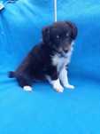 Owczarek szetlandzki sheltie ZKwP
