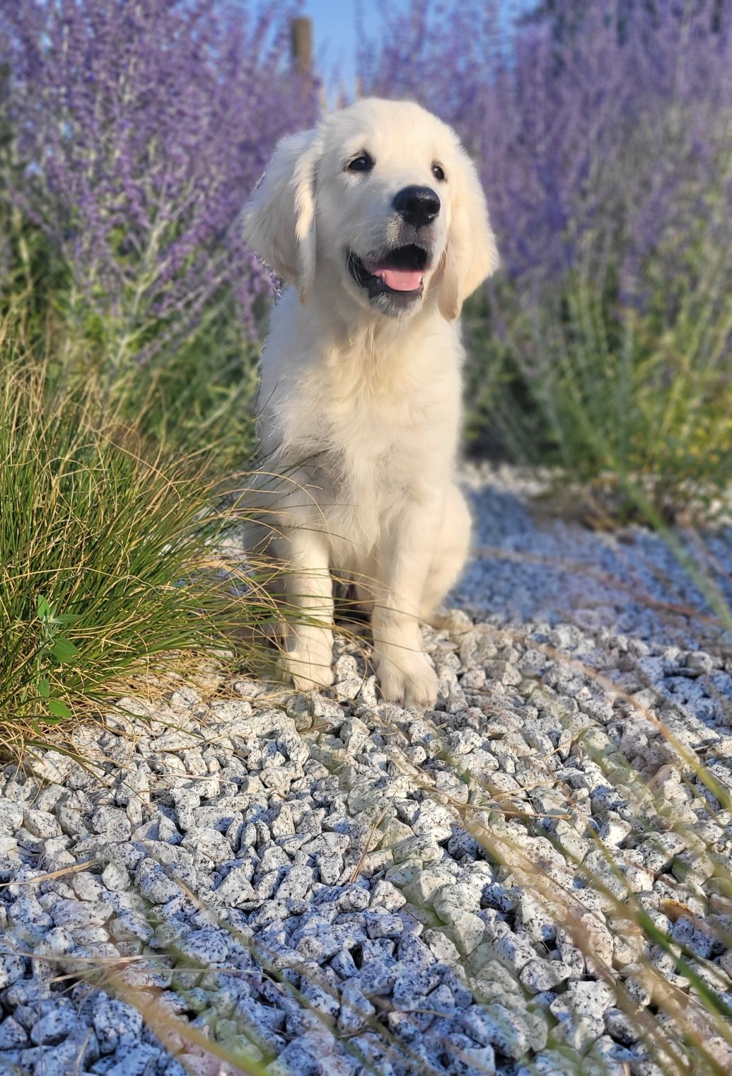 Golden Retriever zapowiedź miotu ZKwP / FCI