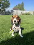 Beagle tricolor sprzedam