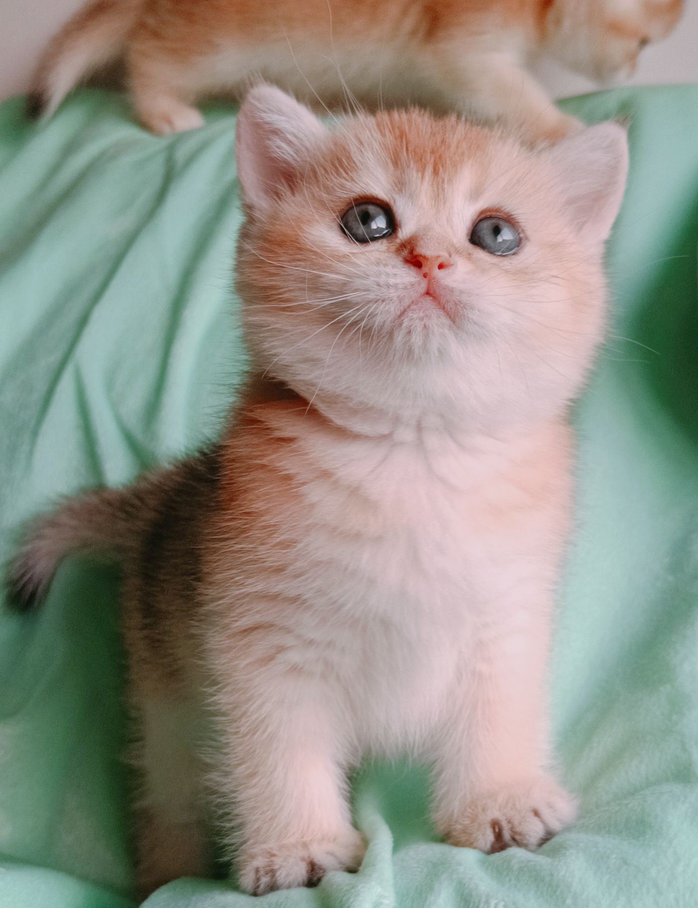 British shorthair golden chinchilla