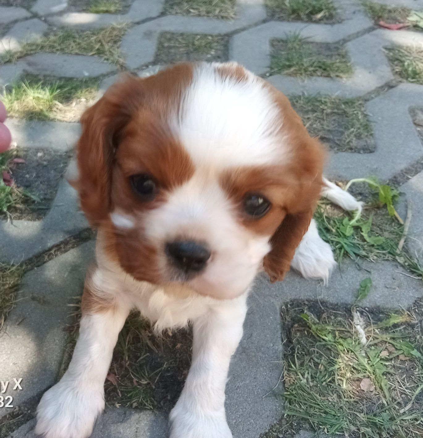 Cavalier King Charles spaniel, suczka