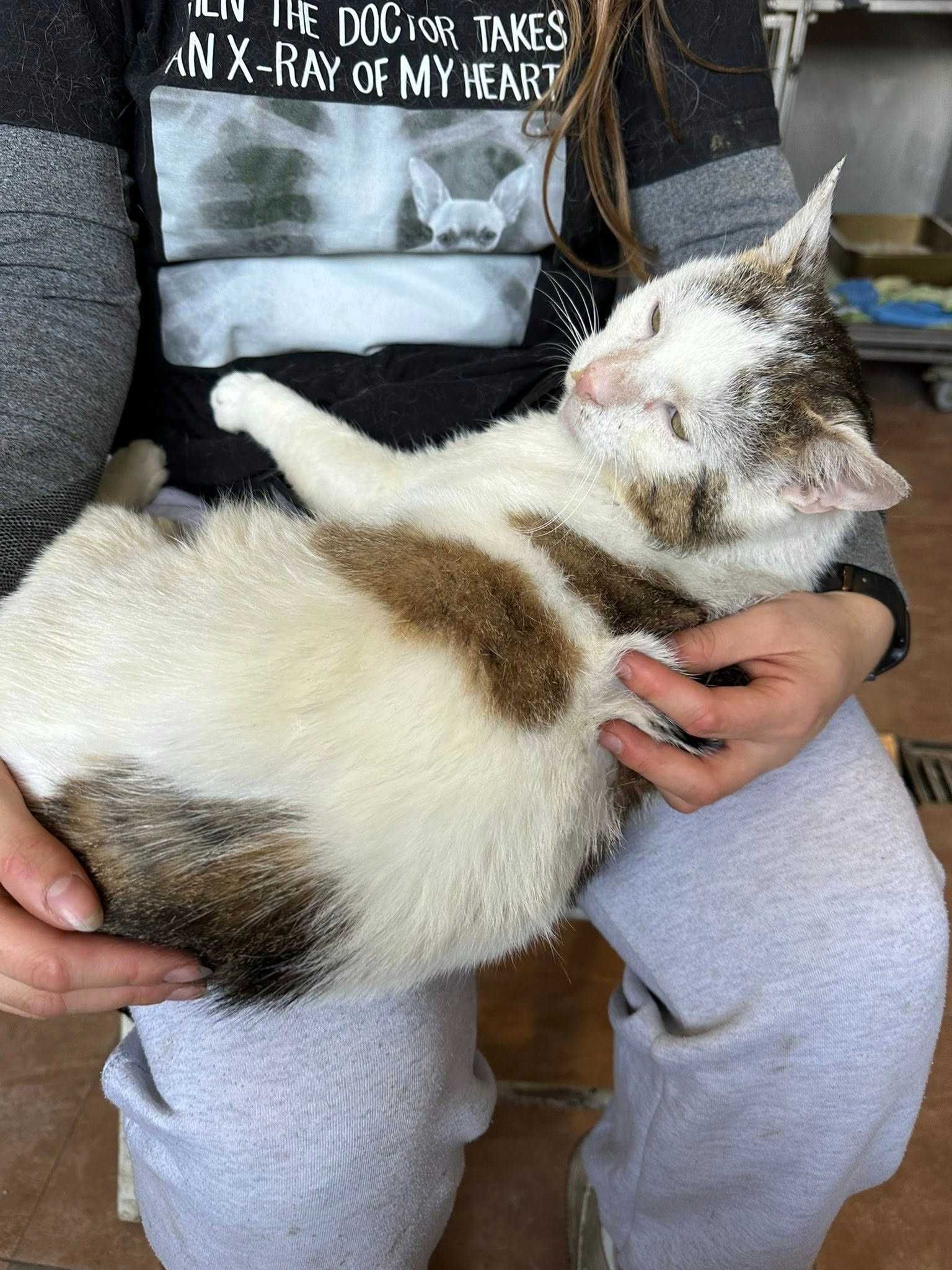 Mańkowy przytulas szuka kolan i serca do pokochania!