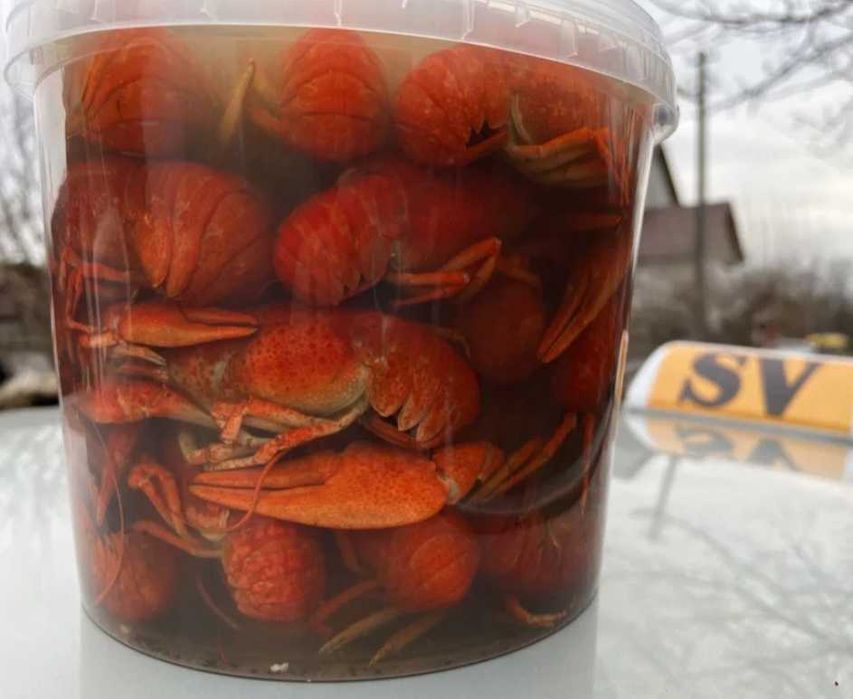 Продам свіжий рак оптом вид 5 кг