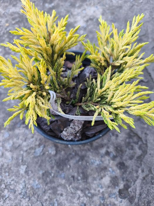 Продаж хвойних рослин, ялинки, сосни, ялівці, ломикамінь, камнєломка