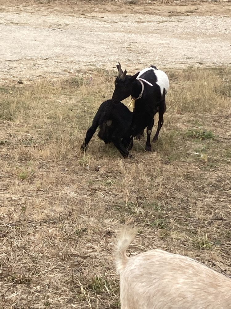 Boas tenho para mudar de corral