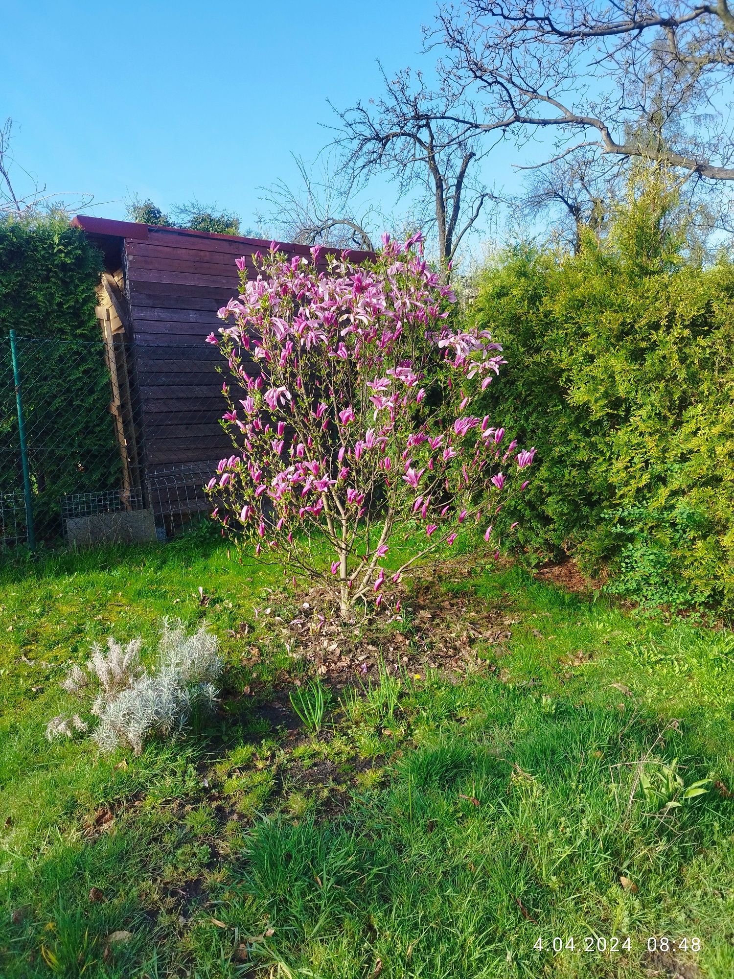 Magnolia, rozanecznik