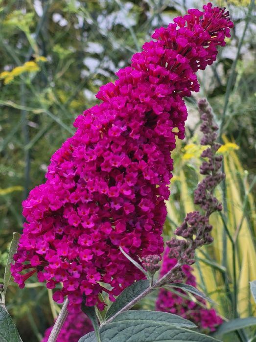 Budleja Dawida 'Royal Red' (Buddleja davidii) Doniczka 2.0L