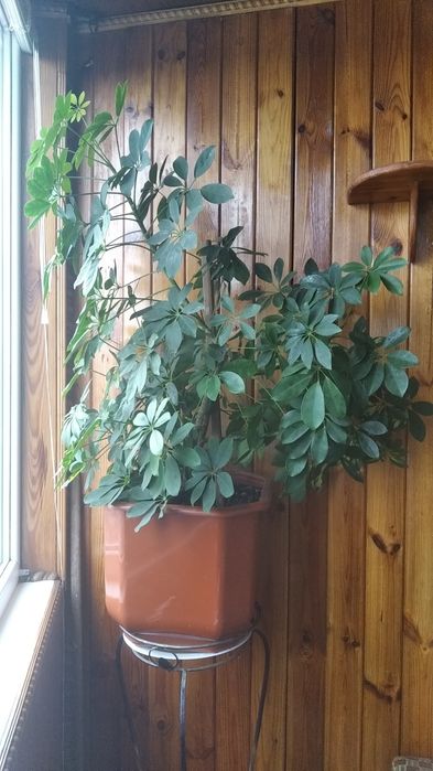 Большой цветок ШЕФЛЕРА