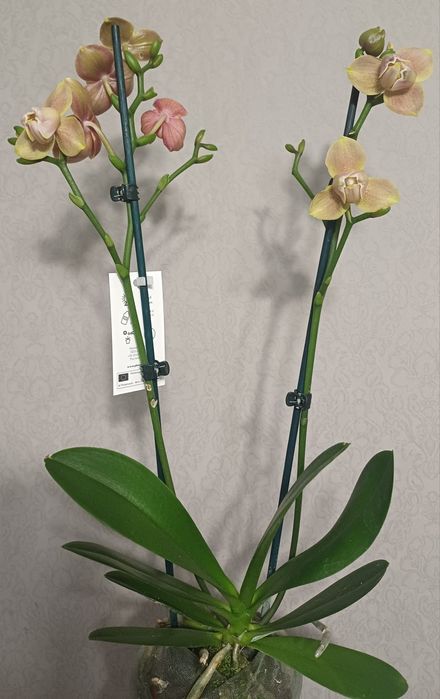 Орхідея Бріон пелор