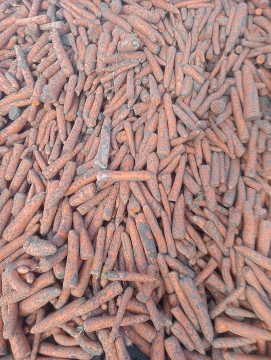 Sprzedam marchew na pasze na przemysl dla zwierząt