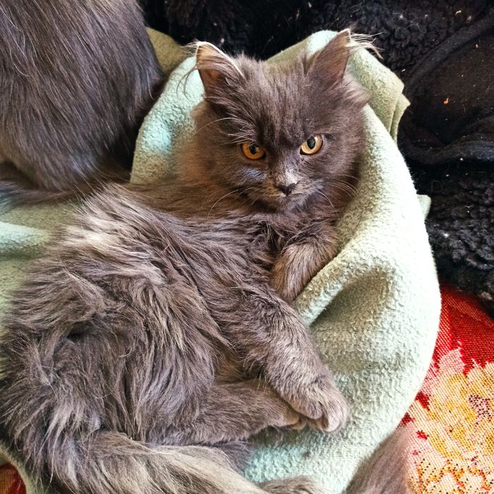 Отдам котёнка в добрые руки