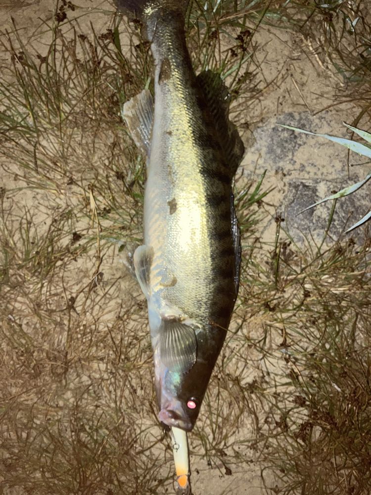 Woblery z balsy kopia Salmo Sting