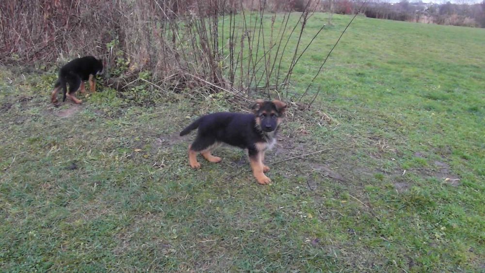 Owczarek Niemiecki Krótkowłosy FCI SZCZENIAK czarny podpalany piesek