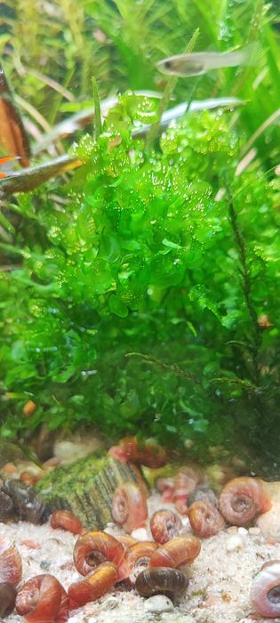Mech Pelia wątrobowiec roślina do akwarium