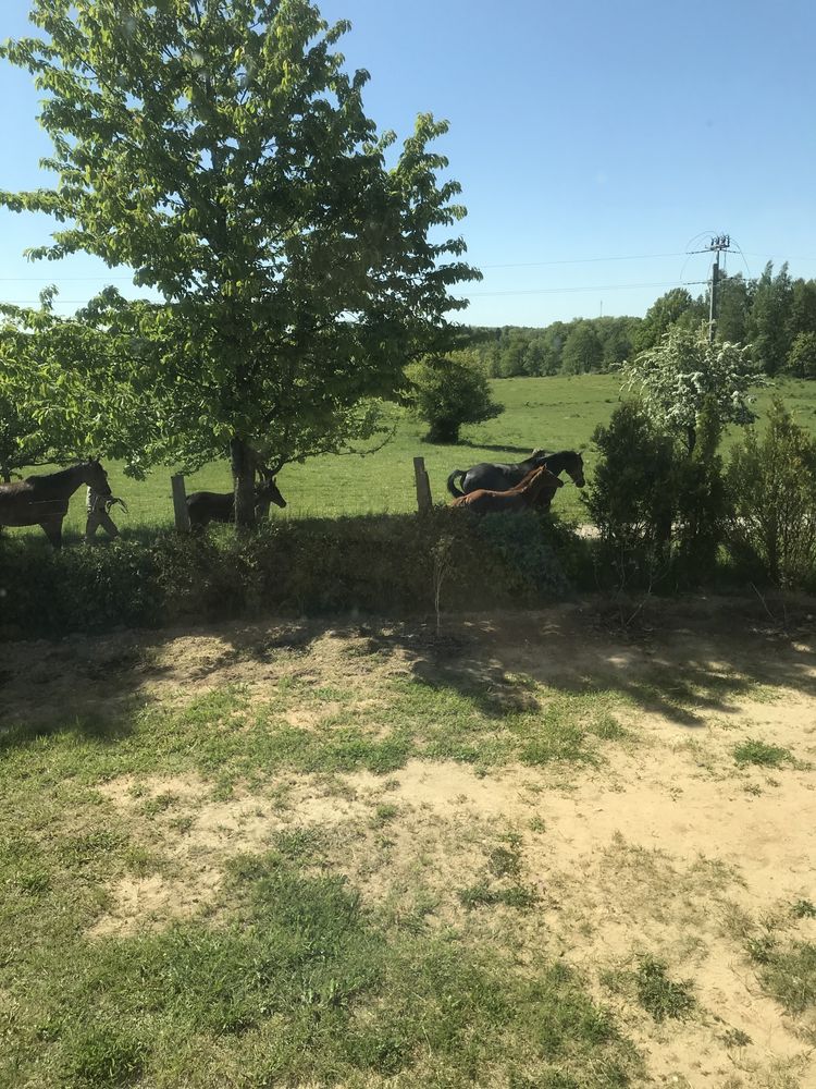 Pokoje agroturystyka noclegi wypoczynek majowka