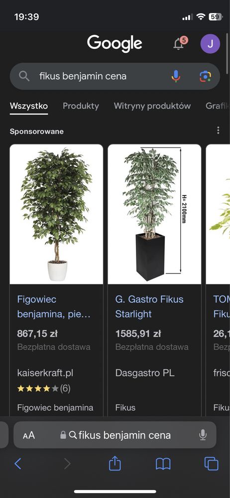Fikus benjamina figowiec benjaminek 60 cm kwiat doniczkowy 4 sadzonki