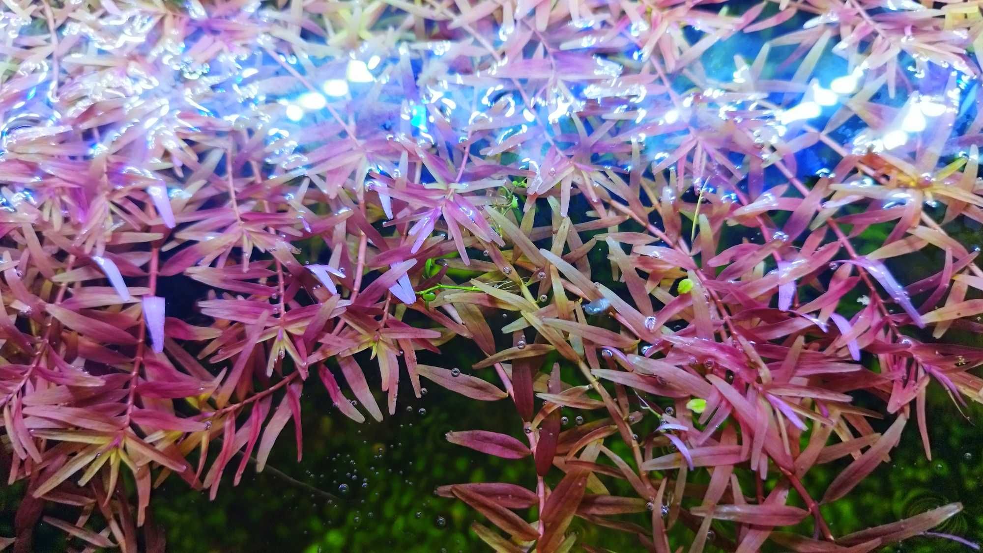 Rotala rośliny akwariowe