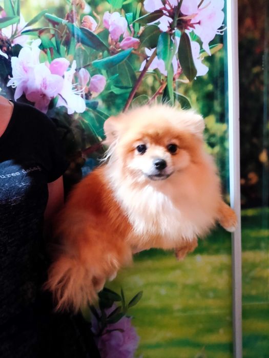 Шпіц дівчинка КСУ 10міс