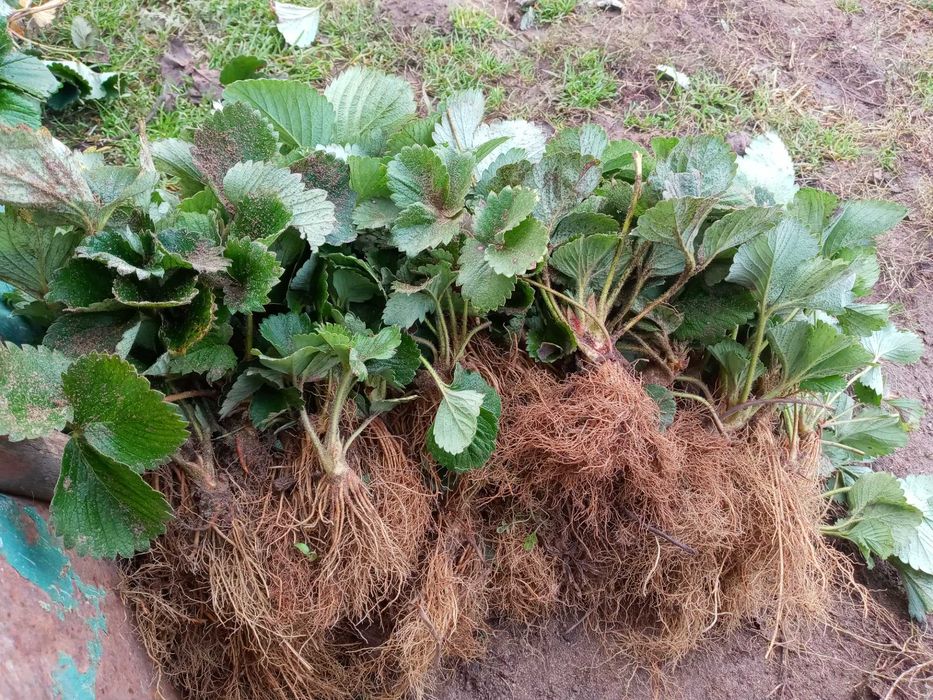 Truskawki różna odmiany wczesne oraz pózne