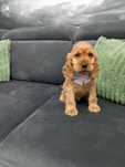 Cocker spaniel angielski.pies