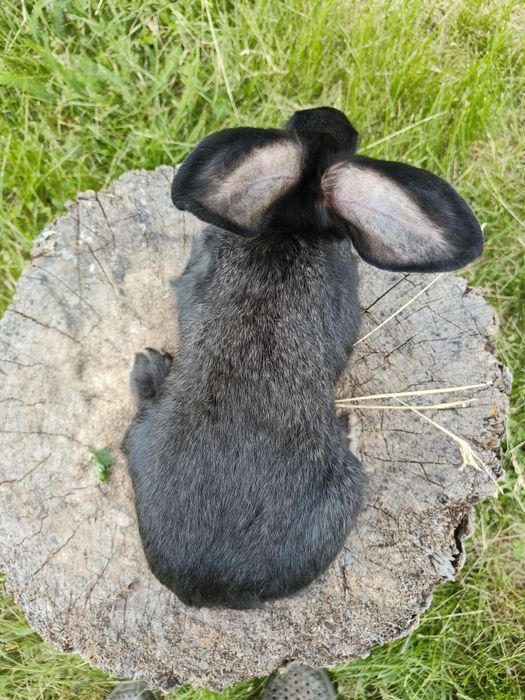 Свійські кролики