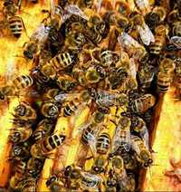 Продам бджолосім'ї, бджолопакети
