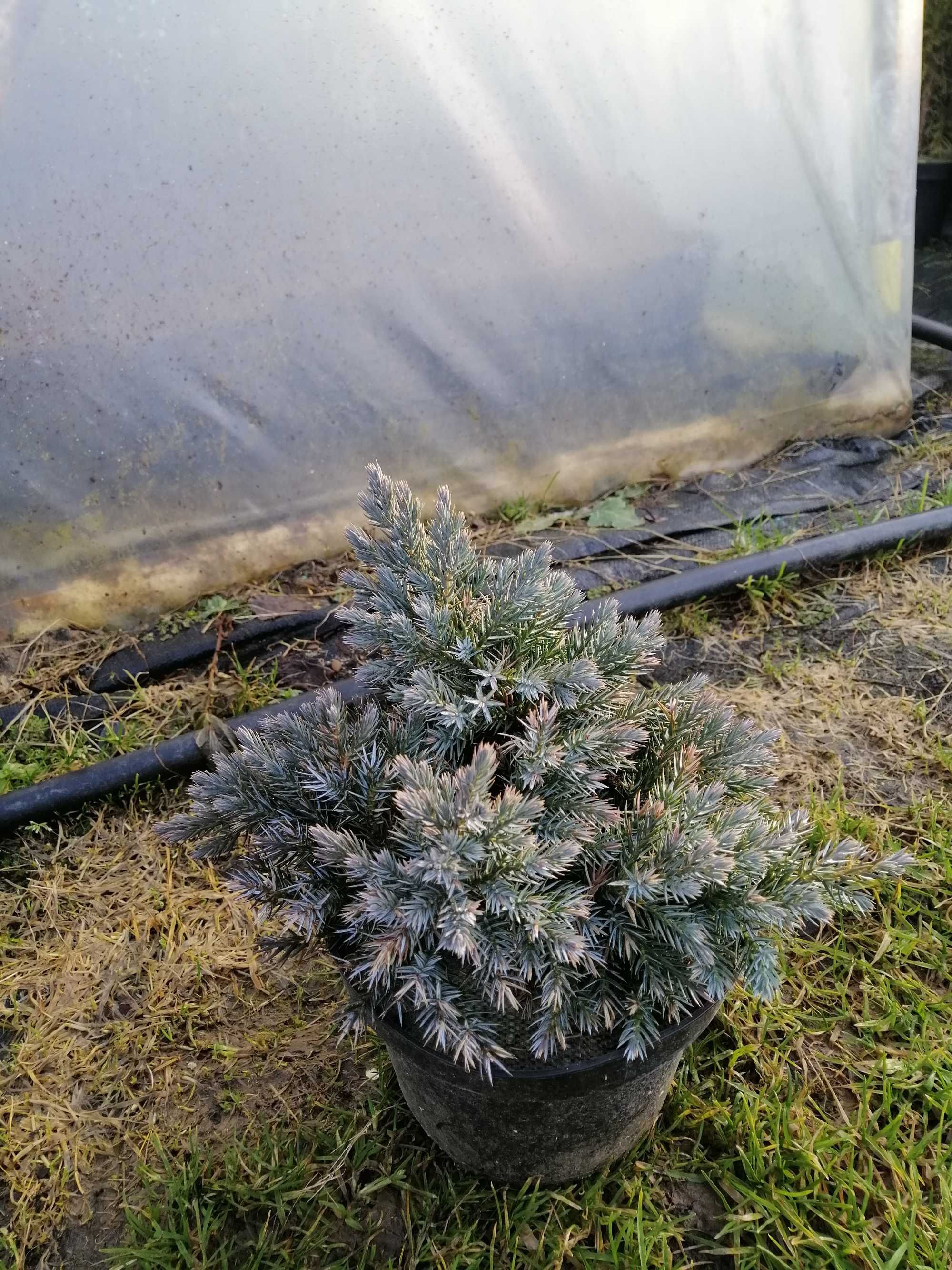 Jałowiec łuskowaty BLUE STAR