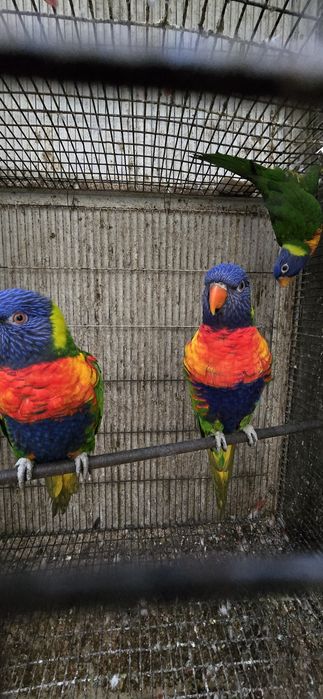 Fêmea Loris Molucanos